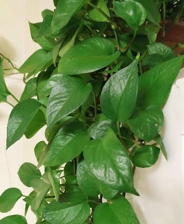  管理|绿萝生长慢，叶子没有精神，用三个方法管理绿萝，枝条年年猛长