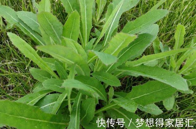 那个年代|30年前人们的“救命菜”，如今沦为猪草，却不知是一种高端野菜