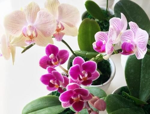 年宵花|蝴蝶兰“烂大根”？秋天剪一剪泡个澡，照样开成花中“美王后”