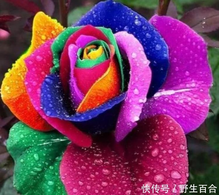 阳台养这几朵花,花开不断,花色艳丽,花开枝繁叶茂,美