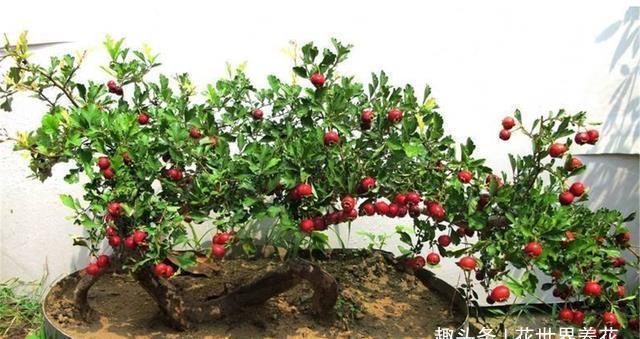 这3棵树穷也要养,院中来1棵,香飘满室安神养人,比名牌香水还好