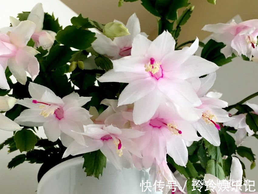 养盆栽蟹爪兰掌握10点就足够，看完就知道为啥叶子干瘪、不开花