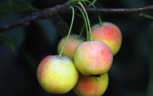 人到中年|人到中年想长寿，适合吃3种食物，疏通血管，抗衰老，有益健康！