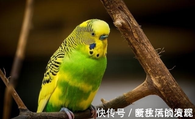 上联$乾隆出上联:“鼠无大小皆称老”,纪晓岚出一下联,简直是绝对