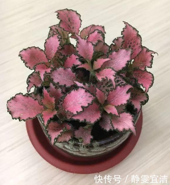 她家从不养绿萝，就养4种“颜值花”，叶子比花还好看