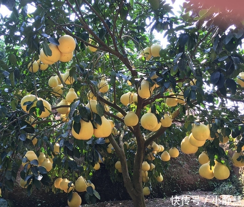 种花草|家中有院子,别傻傻的还种花草,快种上几样果树,想吃就摘