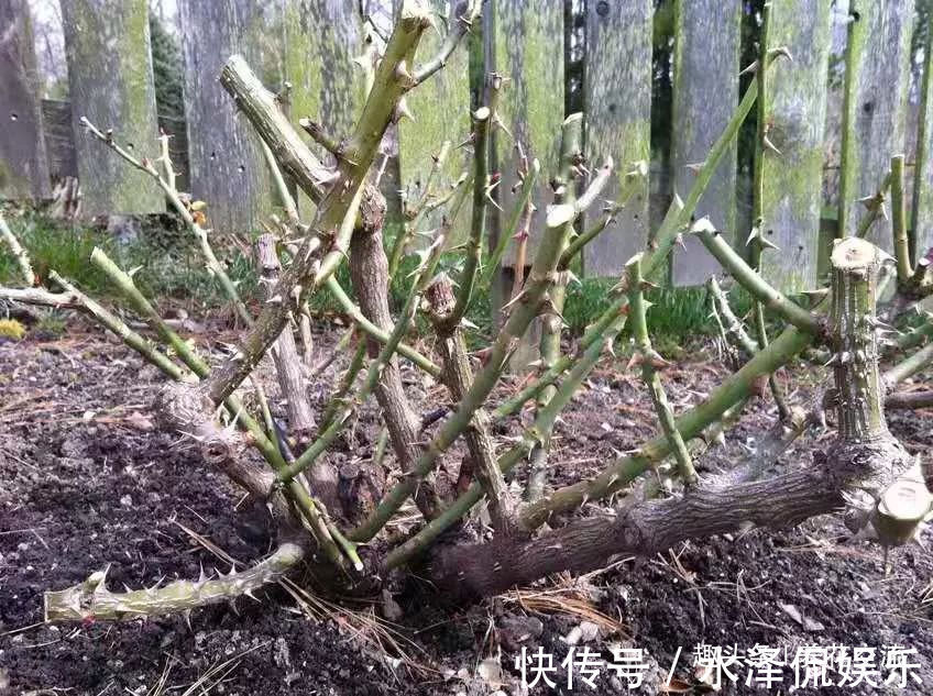 月季花|每年剪几次,喷点药,月季可保持经常开花,不怕黄叶和感染病虫害
