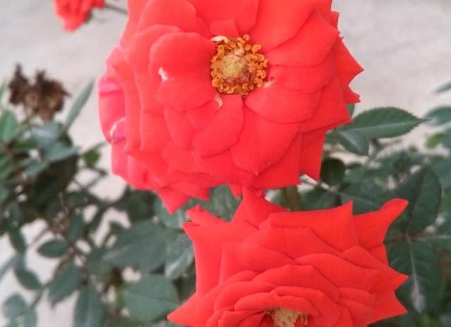  美爆|美爆阳台的3种花，花叶共赏，香气四溢，一年多次开花