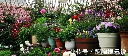 油光|养花别只会傻傻浇水,老花匠教你1诀窍,让家里盆栽油光发亮