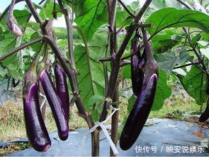茄子|茄子用油炸等于白吃,养生专家教你正确的吃法,吃了能保护血管!