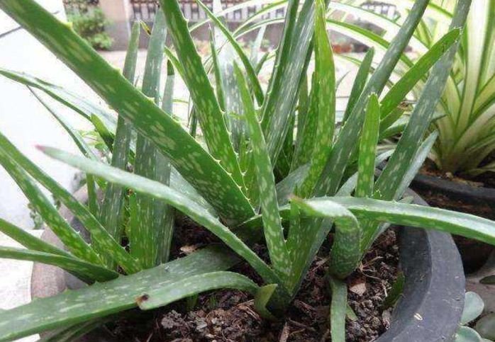 4种花养家里,福旺运旺,特别省心,几乎不用管都能长得很好