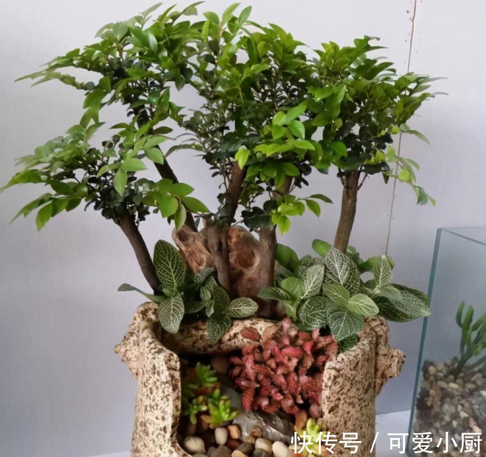 这三种植株盆栽，一般人不敢碰，老手才敢养，养得越久就越值钱