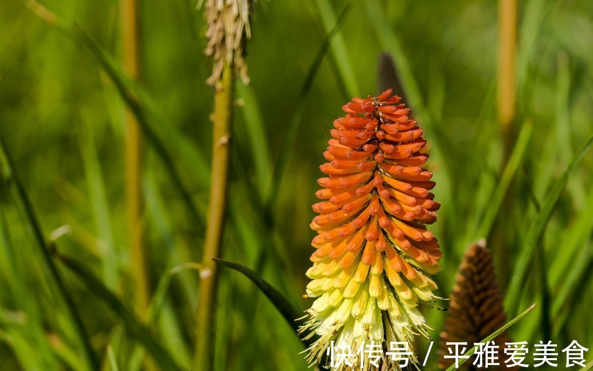 象征文|此花给人一种积极向上的寓意,气势磅礴,是一切美好的象征