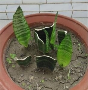 “这”4种花很贵,不要买,偷偷折一根枝,遇土就活,1毛钱不花