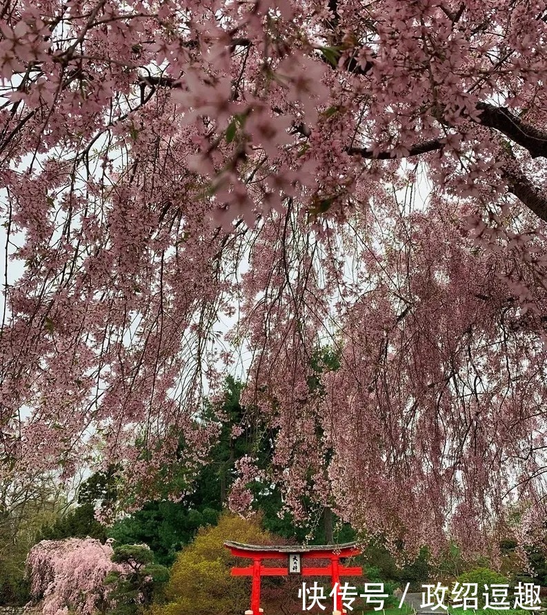 无花不春天！纽约四月限定赏花季