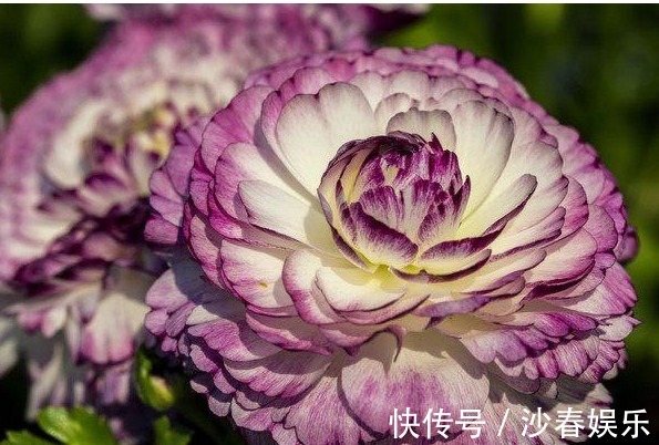 莳花|此花漂亮似牡丹,30天不浇水也不会死,被誉为“花中之王”