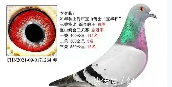 天落|靠天落起家,成功飞出三关鸽王总冠军,这位鸽友打比赛有秘诀!