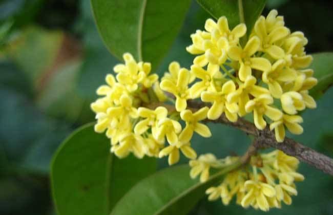 桂花莲子羹|脸色暗黄怎么办？不妨试试桂花