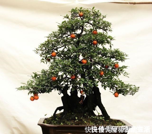 授粉|别再养发财树、金钱树了,此种树,山上“挖1棵”,养成老桩值钱!