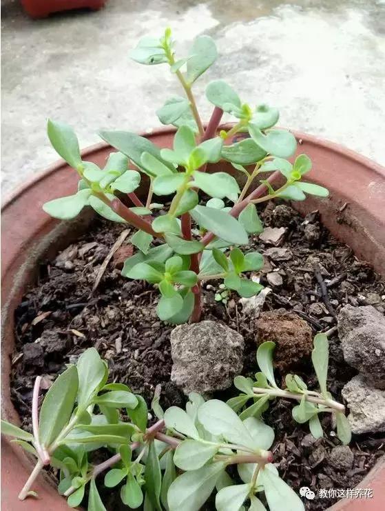 1个小窍门,普通的太阳花也能养成万元盆景老桩,邻居纷纷来学!