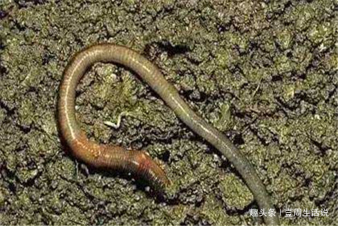 江湖救急令！这种鱼正在危害我国的生态安全，钓鱼人出手吧