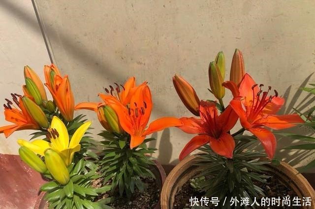 几个“洋葱球”，埋在花盆里，长出8朵百合花，开完花还能吃