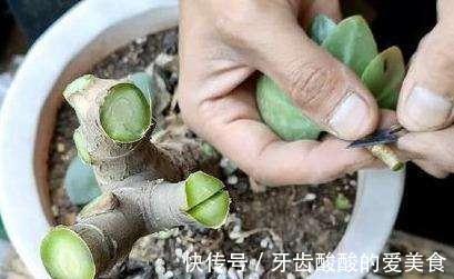 玉树嫁接长寿花，1树开3色，谁见谁喜欢