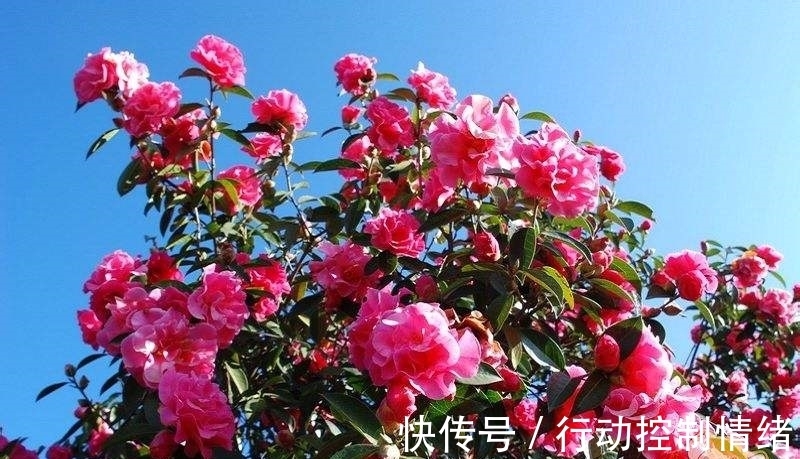 花卉|山茶花养护时,用这3个“小套路”,花朵蹭蹭冒不停,轻松开爆盆