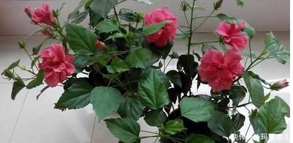 盆栽|一年四季开花不断,一种产自中国的世界著名花卉,观赏性极强啊!