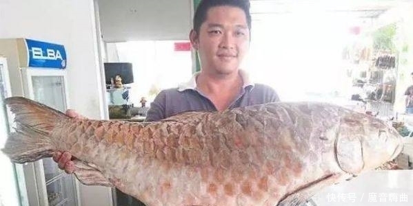 世界上最昂贵的五种食用鱼,一条几百万,叫人怎么下得了口!