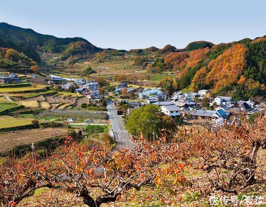  流心|富平吊柿饼，一口下去，满满都是流心