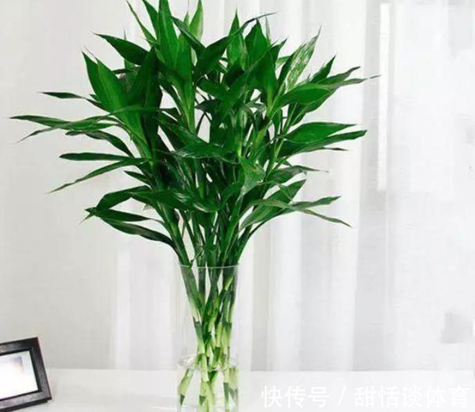 客厅摆上5种花,寓意美好越养越旺,皮实好养颜值高,适合新手