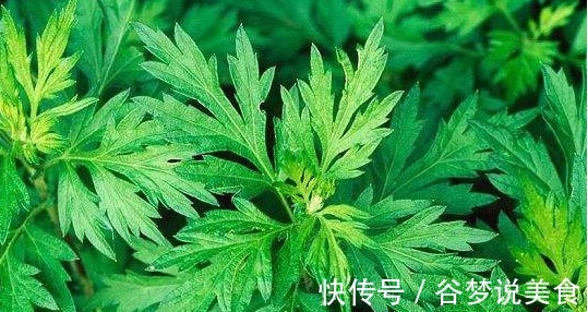 湿气|她天天吃幼嫩艾草叶,半个月后身体发生神奇变化,值得所有人借鉴