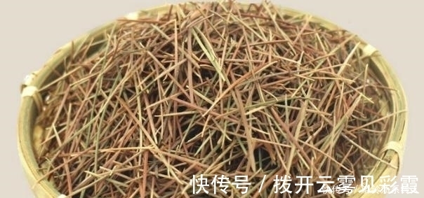 干松针|搜集的干松针，养花该怎么处理，如何用？