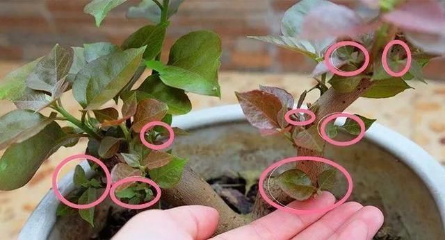 养月季，一“虐”再加“一料”，安全度夏，开出层叠群花