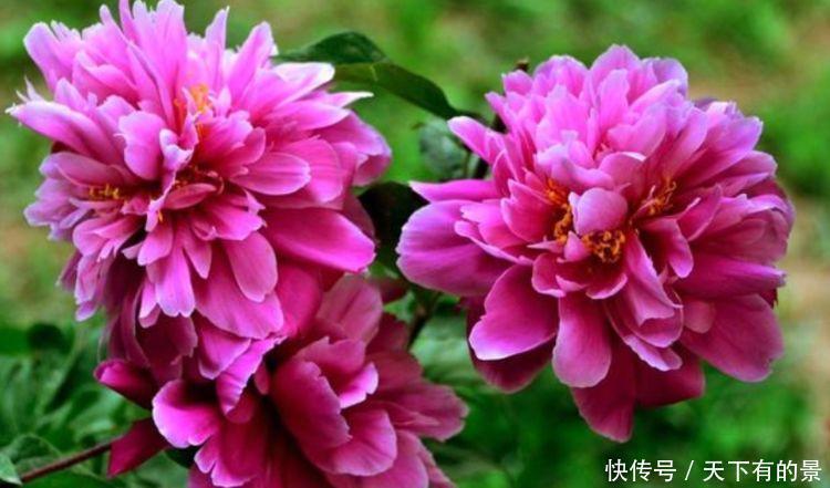 最香的花,家养一盆,满屋飘香,一盆千百朵,枝头花苞满