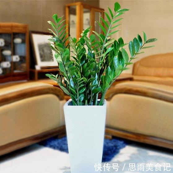 发财树|寓意吉祥的“五种花”,好养又吉祥,是打造高端家居的不二选择