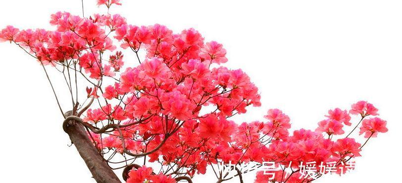 盆景制作，盆景原材料选择什么树种