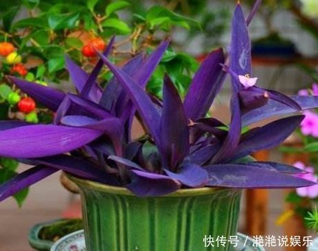 爆盆|喜欢玫瑰,不如试试“高档玫瑰”甜蜜马车,花团锦簇,花开爆盆美