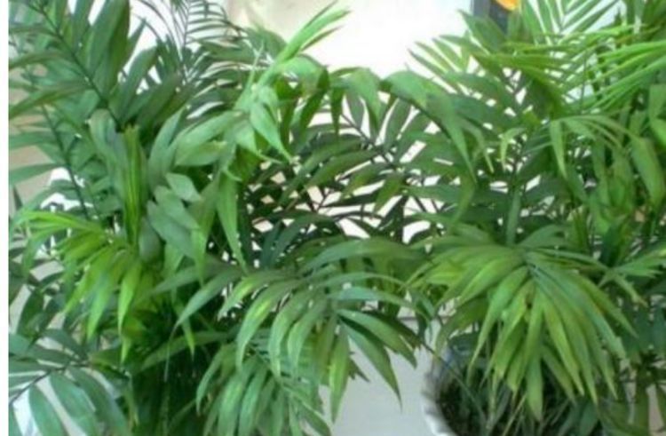 “3种花”超好养,枝叶漂亮、净化空气,家里变得天然氧吧