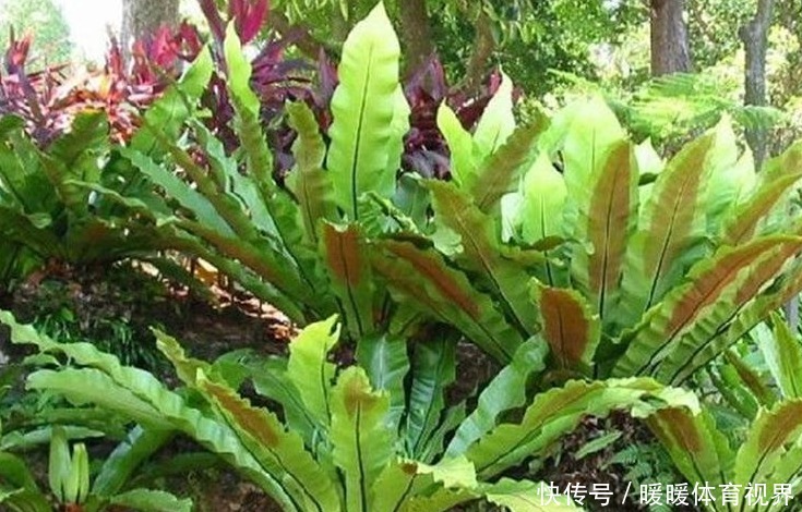 室内没光照就养这三种植物,个个颜值爆表,关键好养!