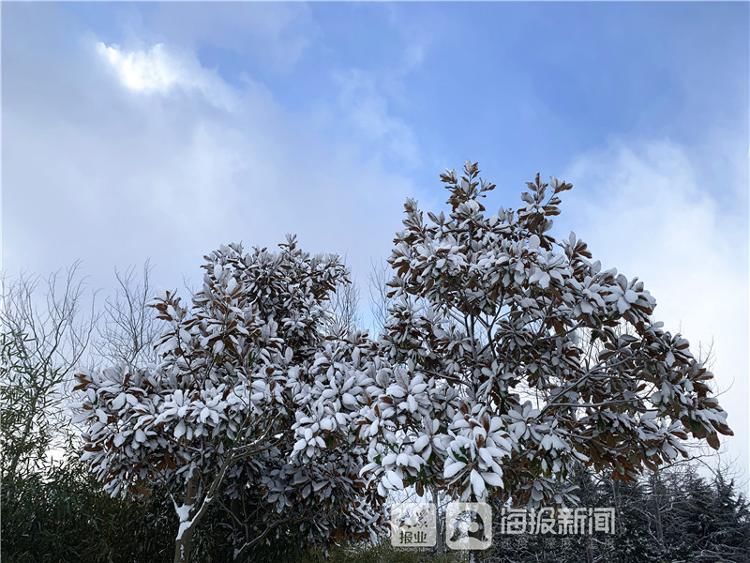 烟台市牟平区沁水河公园雪景美如画|图集| 牟平区