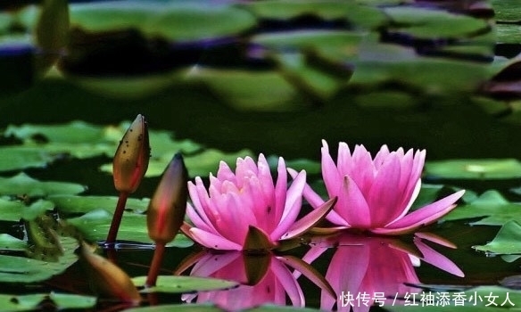 供奉佛菩萨:应该必须知道的“十二种圣花”