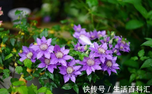 瓜果|不使用磷酸二氢钾养花，那就试试自制肥料，在家就能制作