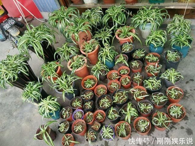 吊兰|吊兰养出新花样,垂藤多如麻,如天女散花,还能养成独杆老桩子