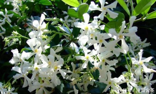 4种生长很快,又耐寒的花,打造花墙别错过!