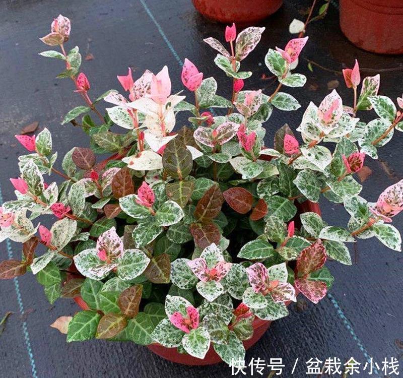 优雅灵动婉转清丽的花叶藤草，花叶络石这么养护，缤纷芳菲如彩蝶