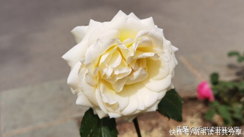 月季|北京街头万千姿态的月季花,您最喜欢哪一种