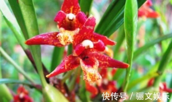 喜好兰花不妨养“它”,不但会“换色”还有巧克力香味,好闻极了