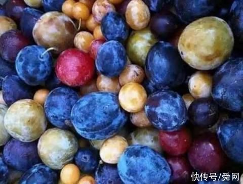 小时候|能结出40多种果子的树，小时候乱画的东西竟然成真了!
